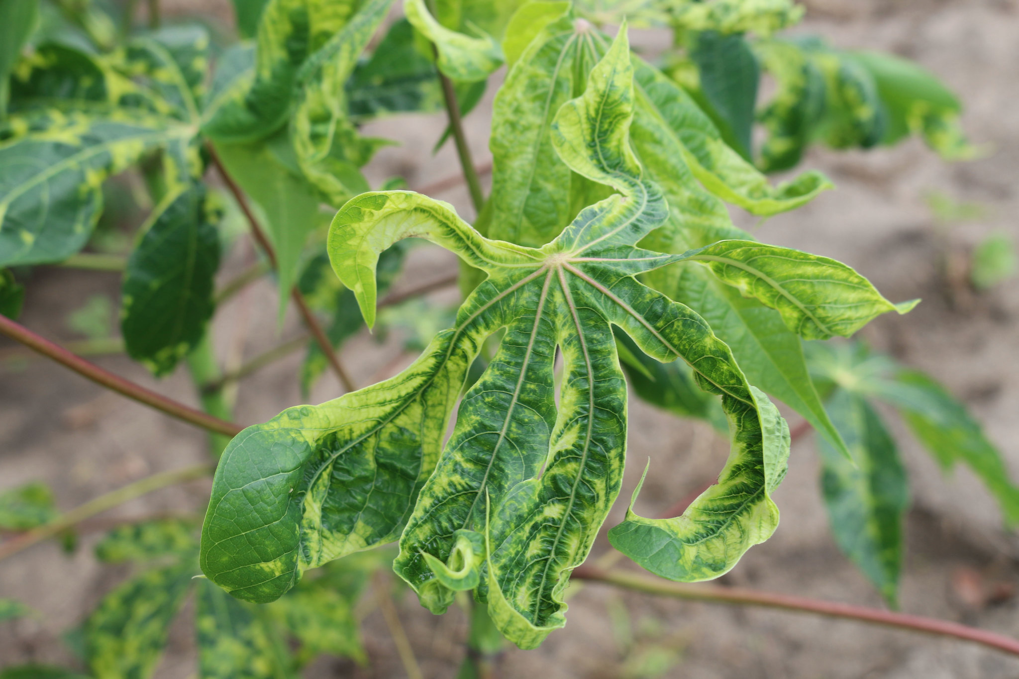 Cassava mosaic disease (CMD) symptoms in a field in Tanzania. 